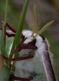 Luna Moth